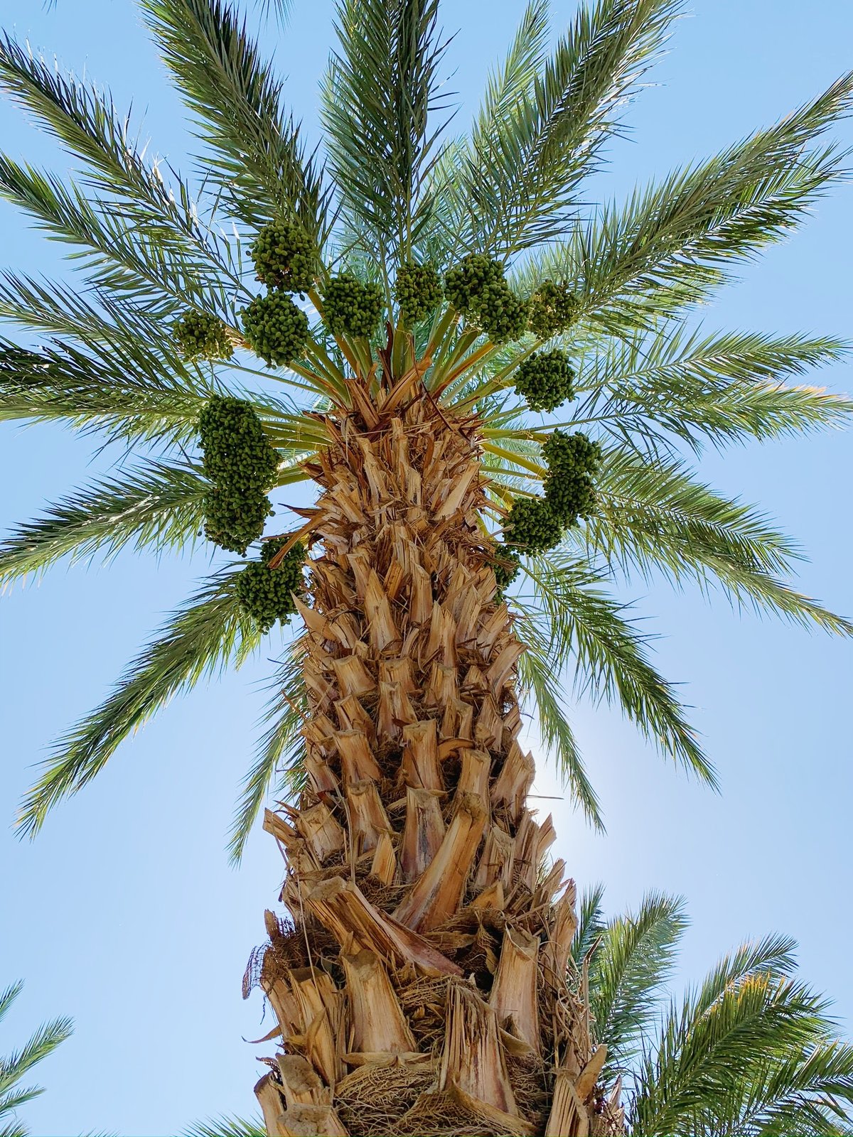 date palm trees