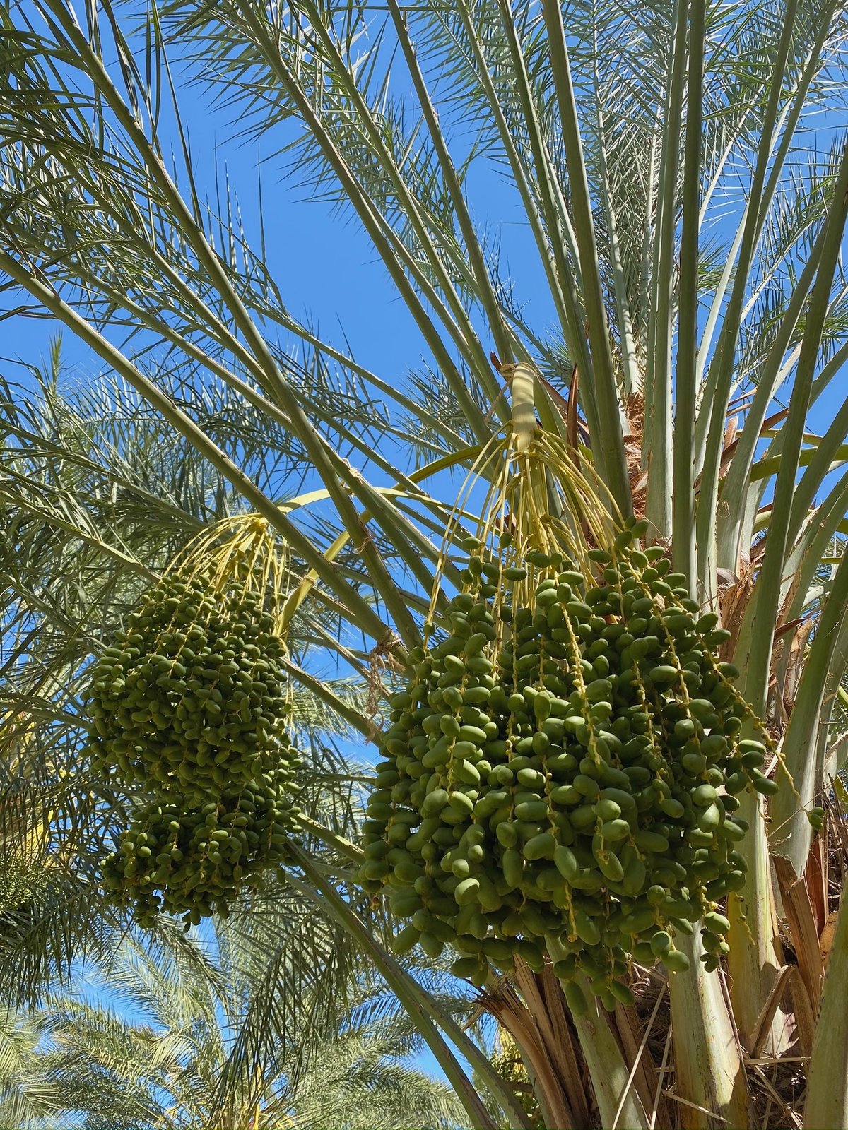 medjool date trees