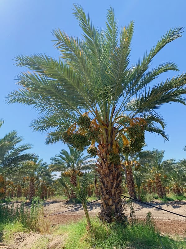 Pre-Harvest Farm Visit: Understanding the Lifecycle of Medjool Dates