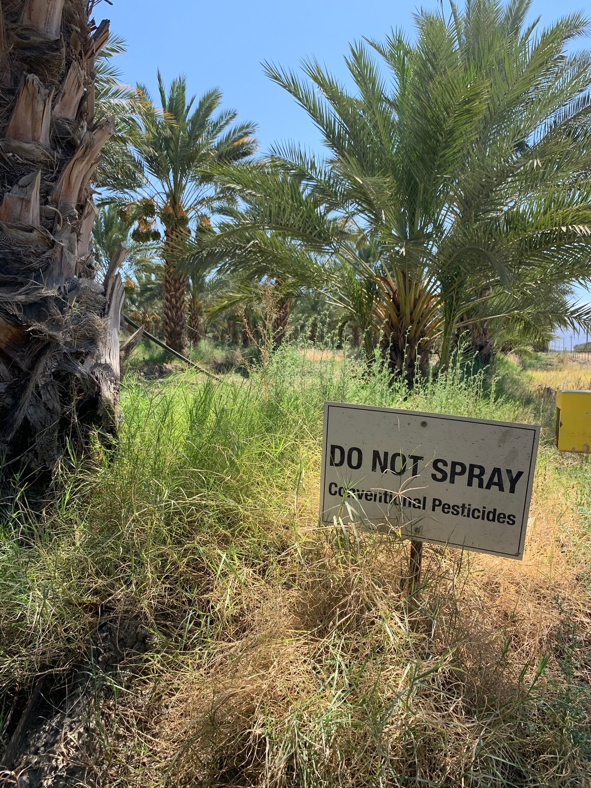 date palm trees