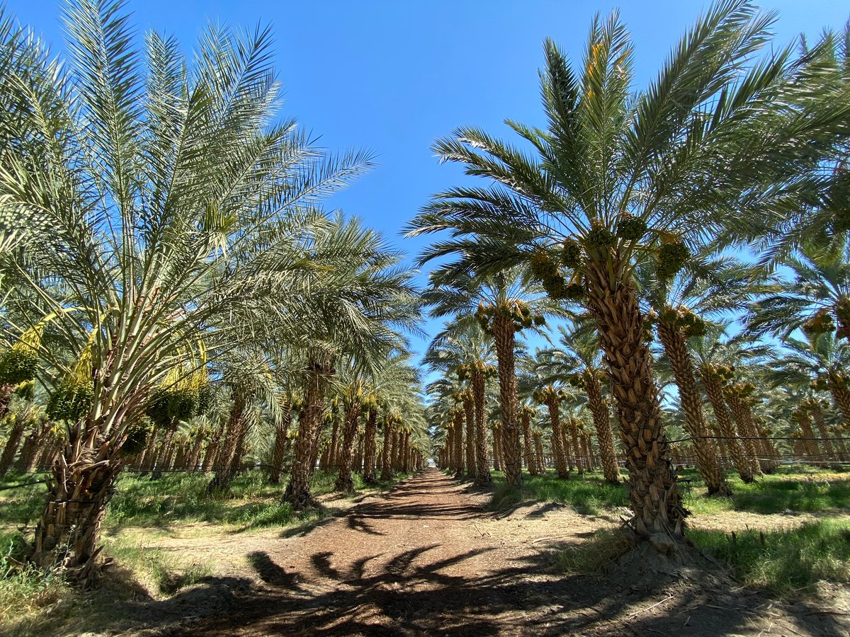 date palm trees