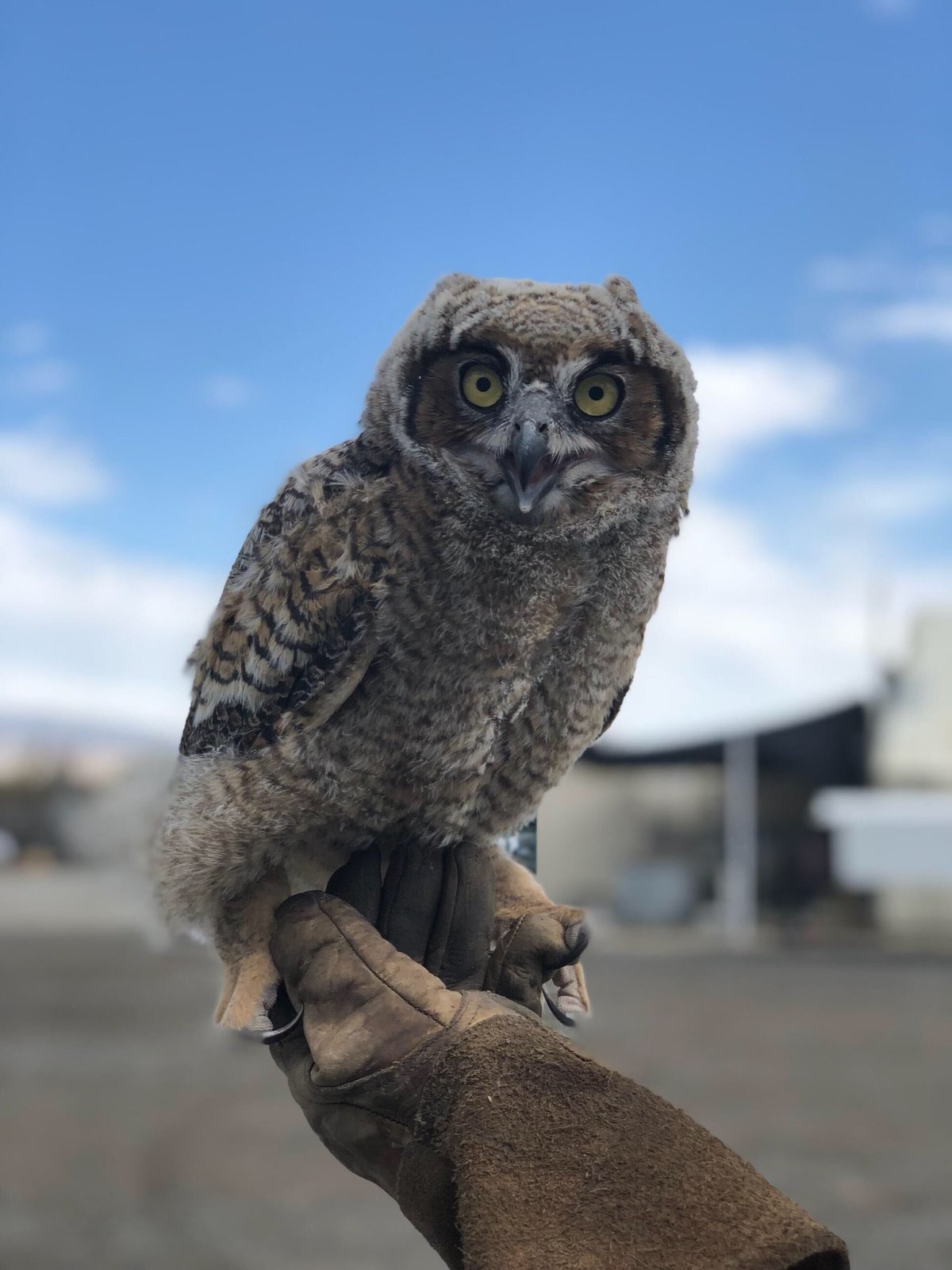 owl from date farm