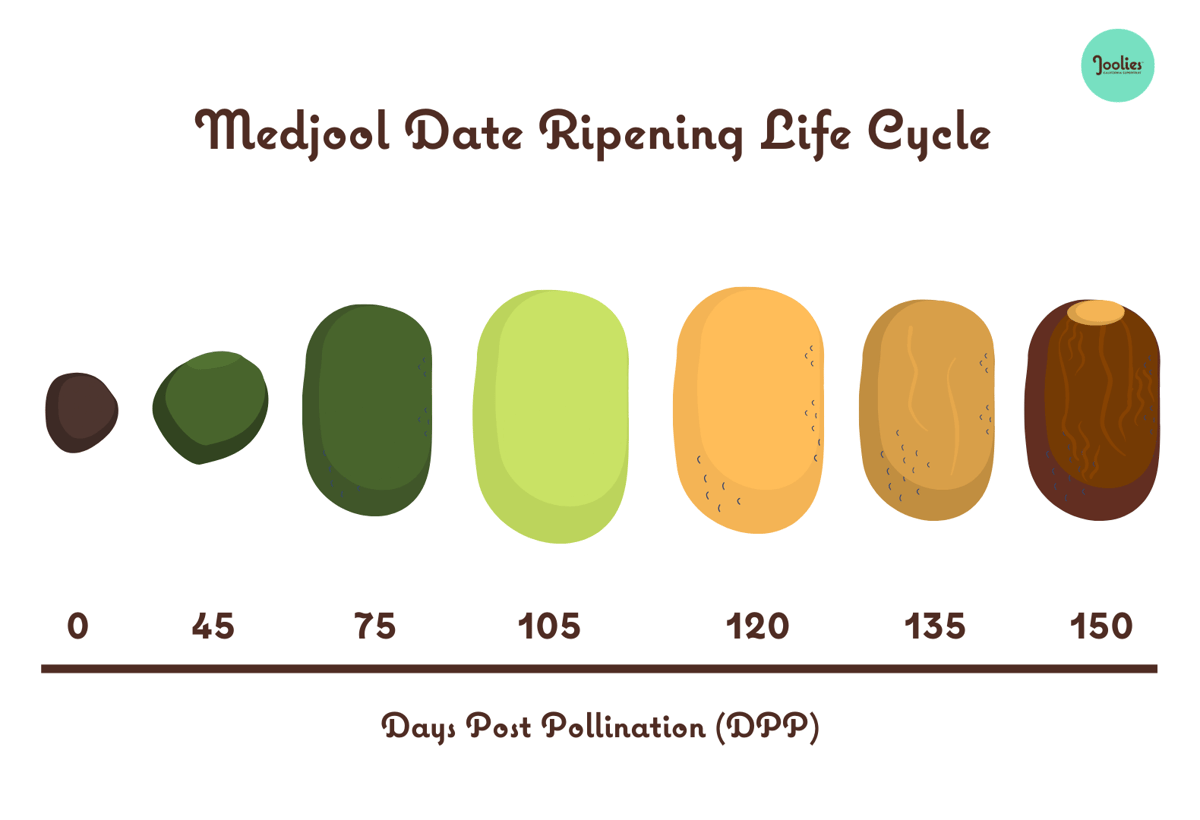 Medjool Date Ripening Life Cycle 