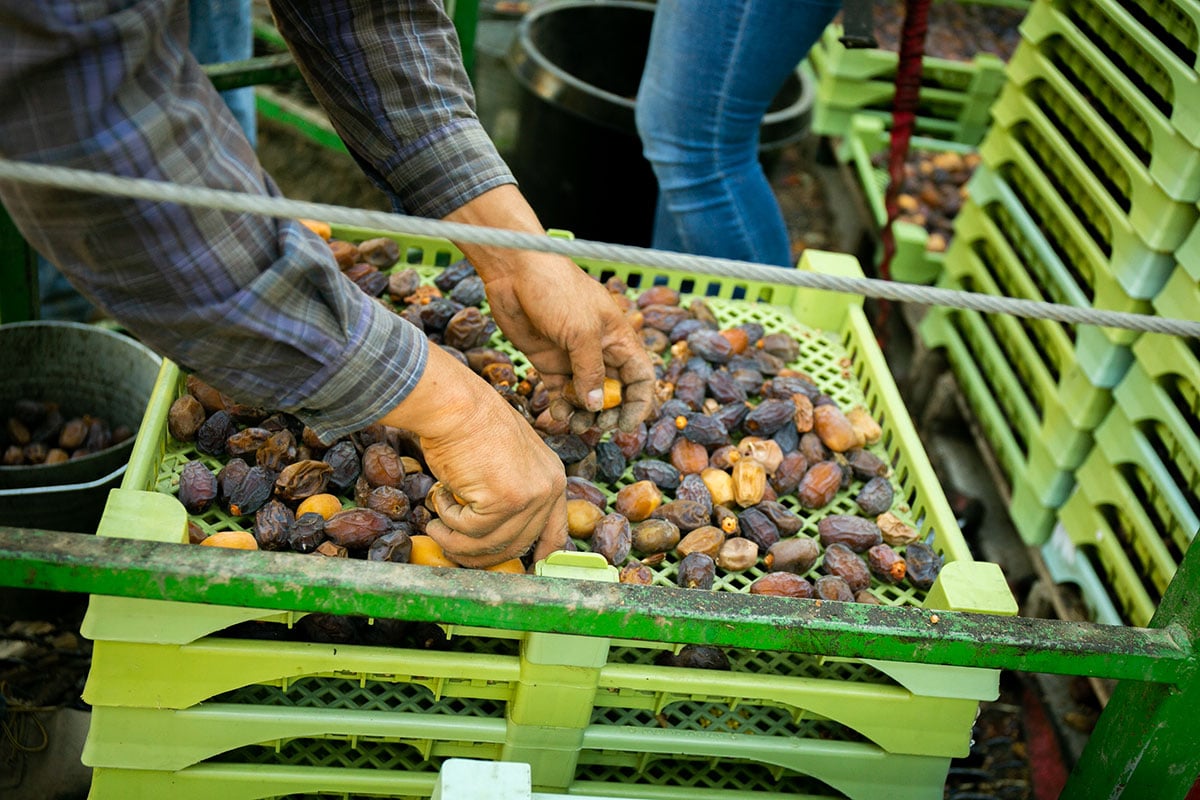 organic medjool dates